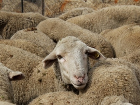 В калмыцком районе работник стоянки подозревается в краже овец