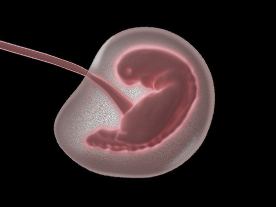 Ученые сократили срок вынашивания эмбриона в два раза