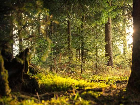 90 миллионов на сохранение лесов выделят Псковской области