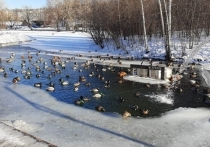 Незамерзающий пруд с уточками могут в скором времени сделать в парке «Изумрудный» в Барнауле.