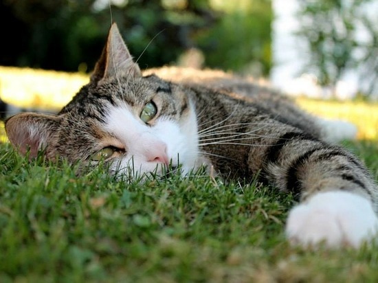 Владельцам кошек рассказали об их опасных заболеваниях