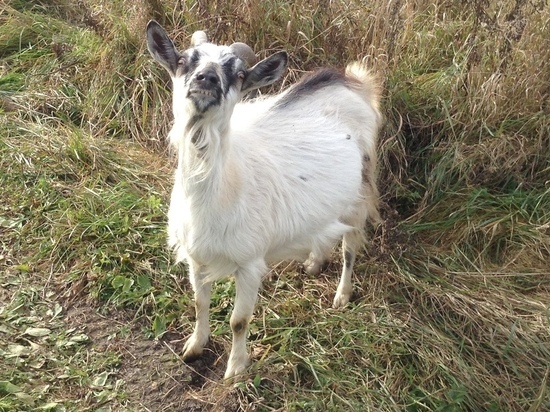 80-летний смолянин в залог за пять коз получил пустую обложку от паспорта