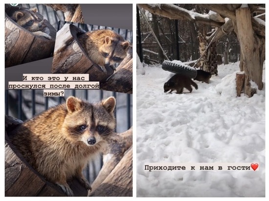 В Новосибирском зоопарке проснулись еноты