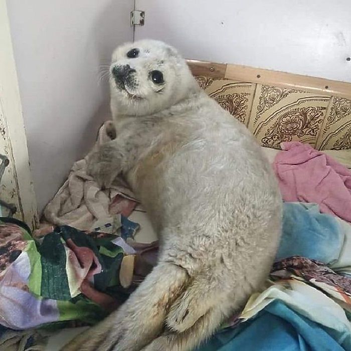 Истории спасения тюленят в Приморье