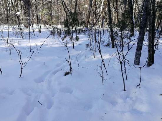 В заповеднике Хабаровского края на снег выбрались насекомые