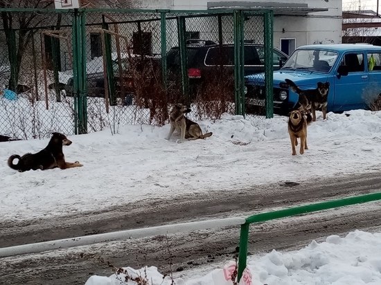 В Омске пообещали отловить бродячих собак на Старой Московке