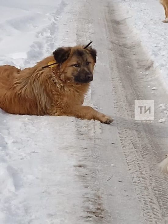 Раненого пса со стрелой в голове спасли в Казани