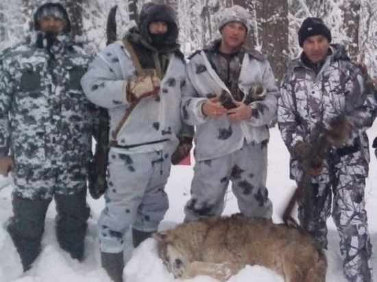 В Макарьевском районе Костромской области охотники три дня травили одного волка