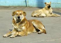Жителей рязанского села Поляны накрыла напасть в виде бродячих собак