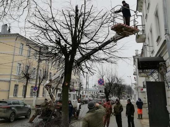 «Чистый город» начал делать костромским деревьям «летние прически»