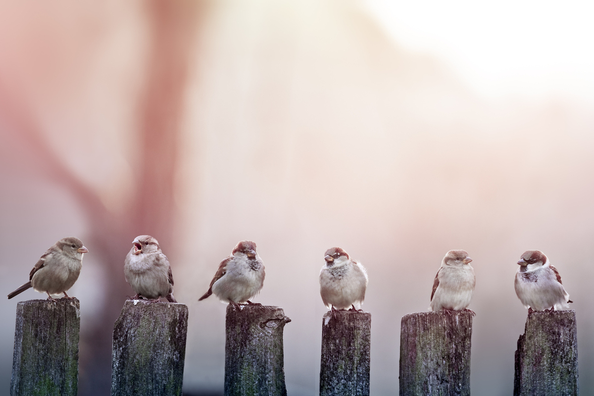 Птицы на заборе