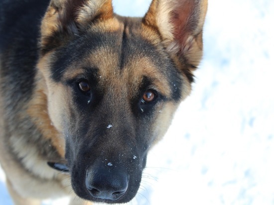 Жители села под Рязанью пожаловались на нашествие собак
