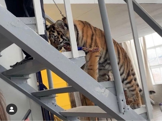 На защиту ивановского тигренка встали общественники