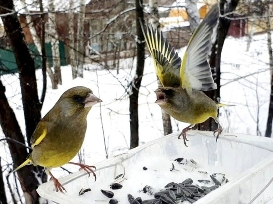 В Иванове закончилась акция «Покормите птиц» - итоги впечатляют