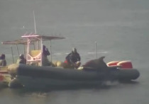 Специалисты военно-морских сил США занялись подготовкой боевых дельфинов