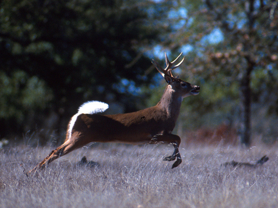В поправках к закону ведомство предложило разрешить охоту на белохвостого оленя