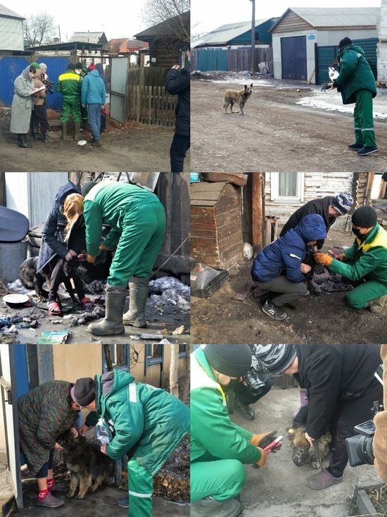 Власти Кызыла пытаются приучить жителей частных домов  держать собак на привязи