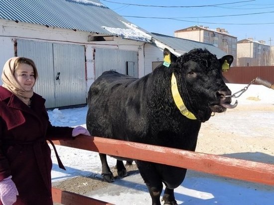 Из Удмуртии в Казахстан отправлена первая экспортная партия биоматериала быков