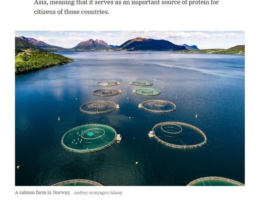 NYT: Рыбные фермы оказались полезны для окружающей среды из-за рыб-вегетерианцев