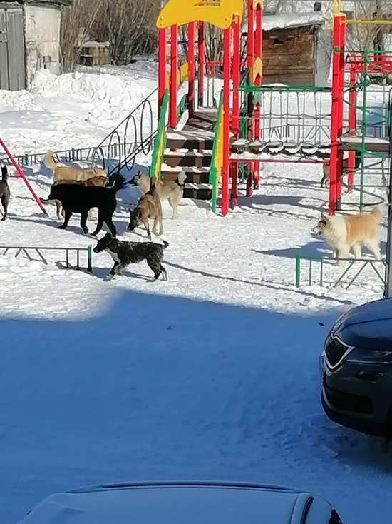 Дети не могут выйти гулять: собаки заполонили площадку в Лабытнанги