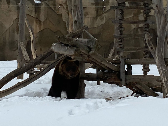 В Удмуртском зоопарке медведь Гоша подтвердил приход весны