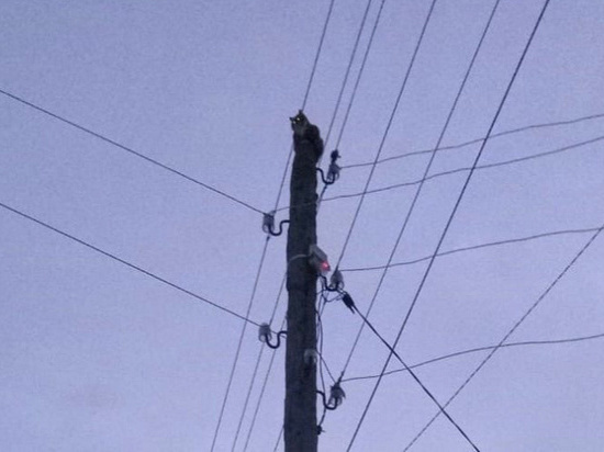 Застрявшего на столбе линии электропередач кота спасли в Удмуртии