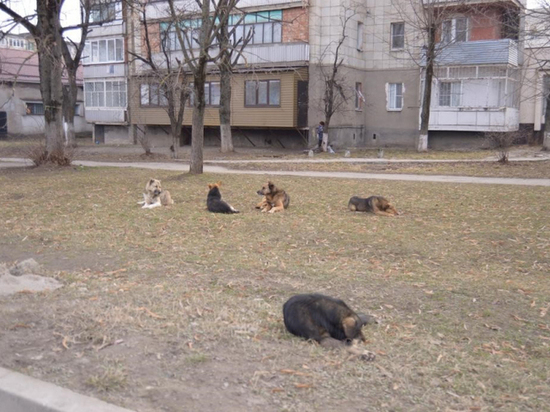Общественники добиваются приюта для бездомных животных в Нальчике
