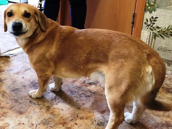 Жительнице Сатки дали год ограничения свободы из-за ее собаки