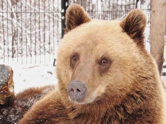 В Новосибирском зоопарке проснулся знаменитый медведь Леха-людоед