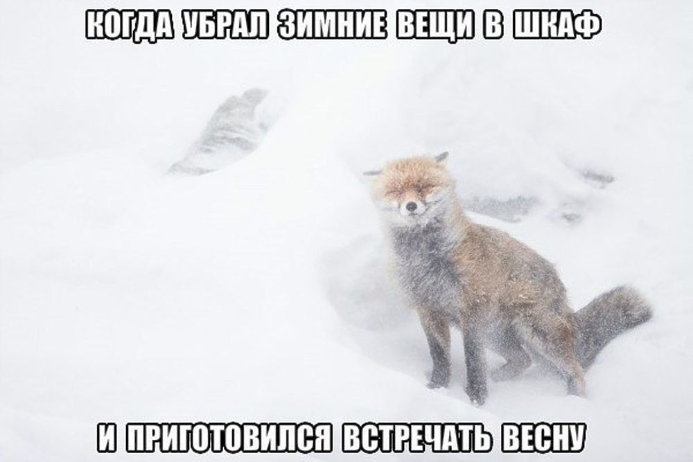 Опять снег картинки прикольные