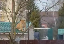 Светской львицей успели окрестить жители элитного посёлка Козино в Одинцове хищное животное, которое увидели на крыше сарая рядом с шикарным домом