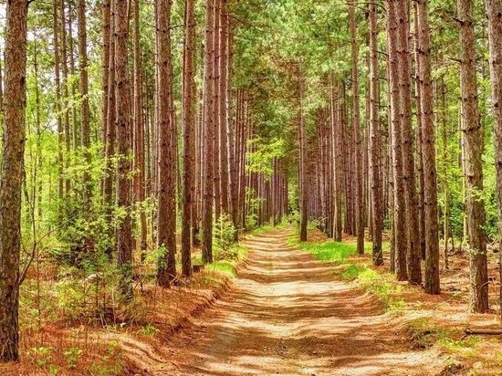 Тверской регион попал в “тройку” лидеров по лесовосстановлению