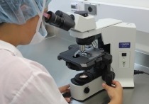 Крупный научный прорыв в фундаментальной иммунологии совершили ученые Института высоких биомедицинских технологий Петрозаводского госуниверситета