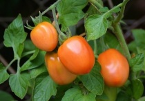 Самые лучшие сорта томатов, которые отлично плодоносят и выдерживают местный климат - в материале «МК в Хабаровске»
