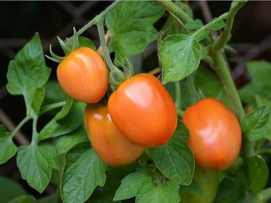 Самые лучшие сорта томатов, которые отлично плодоносят и выдерживают местный климат - в материале «МК в Хабаровске»