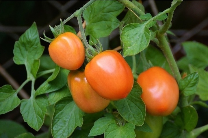 Какие семена томатов выбрать в Хабаровском крае: советы от дачников - МКХабаровск