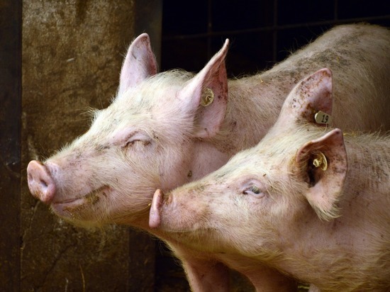 В Забайкалье уничтожили более 2,5 тысячи свиней из-за вспышки чумы