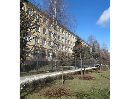 В Ставрополе деревьям делают весенние «стрижки»