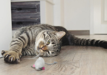 Депутаты Мосгордумы рассмотрели проект закона о запрете ветеринарам удалять кошкам когти по желанию хозяев и без медицинских показаний, что поставит операцию под названием «Мягкие лапки» вне закона
