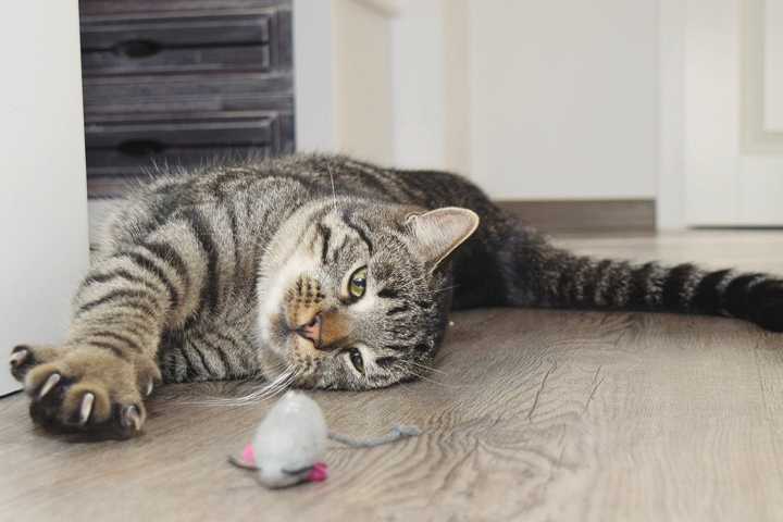 Рассмотрен законопроект о запрете удалять когти кошкам - МК