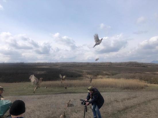 Птицы были выращены в вольерах в Астраханской области