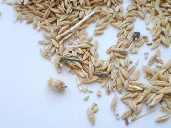 В Калмыкии обнаружены семена льна с высоким содержанием сорняков