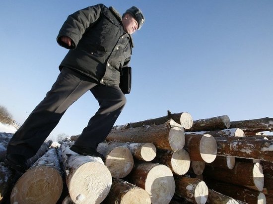 Полицейские выявили еще один факт коррупции в лесной сфере Хакасии