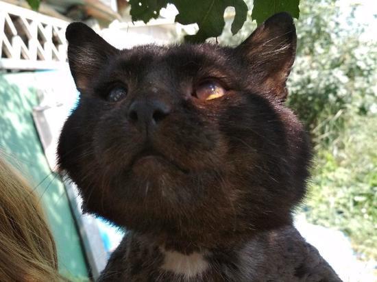 Четвертым финалистом конкурса «Главный котик Новосибирска-2021» стал Мотя