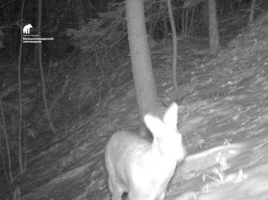 В Хабаровском крае в заповеднике «Большехехцирский» впервые за 23 года появилась кабарга