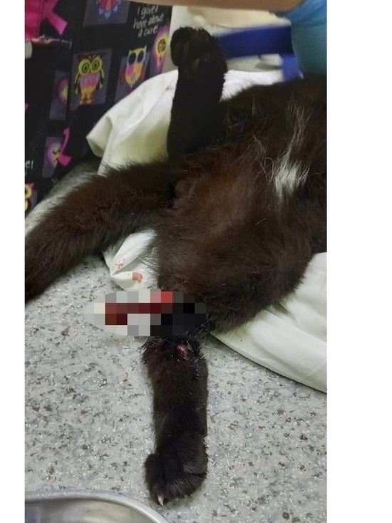 Разорвал связки и вырвал кость: псковские зоозащитники собирают деньги на лечение кота