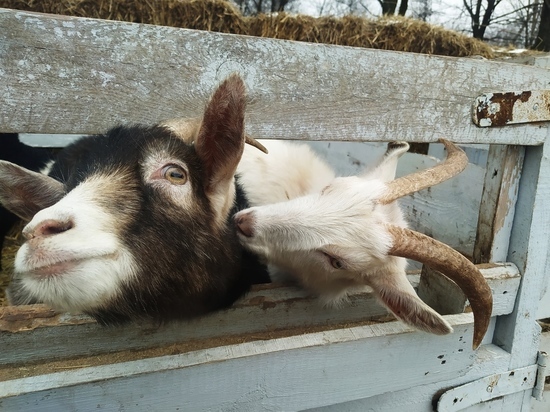 Более миллиона животных привили ветеринары ЛНР за 6 лет