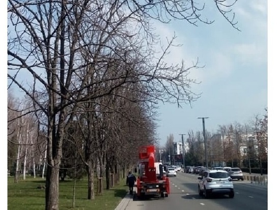 В центре Краснодара с деревьев убрали мусорное «украшение», которому возмутился Первышов
