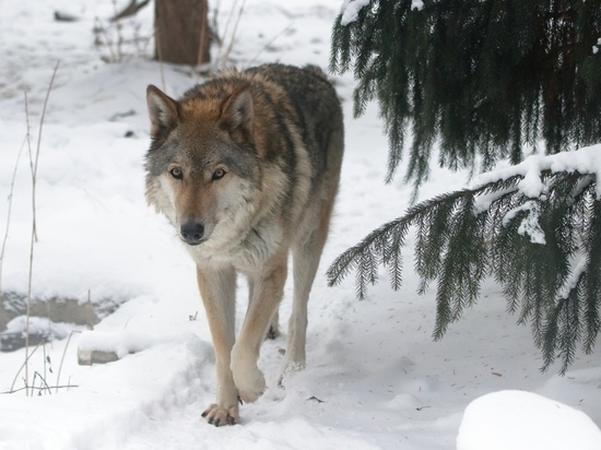 Волчица Тень скончалась в Ленинградском зоопарке