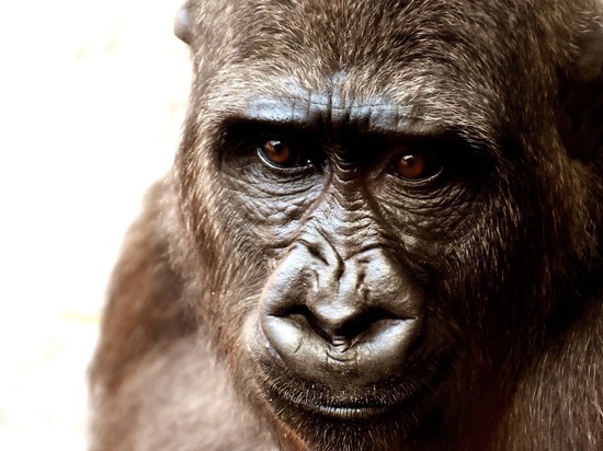 Ученые: обезьяны видят мир точно так же, как люди